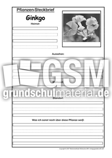 Pflanzensteckbrief-Ginkgo-SW.pdf